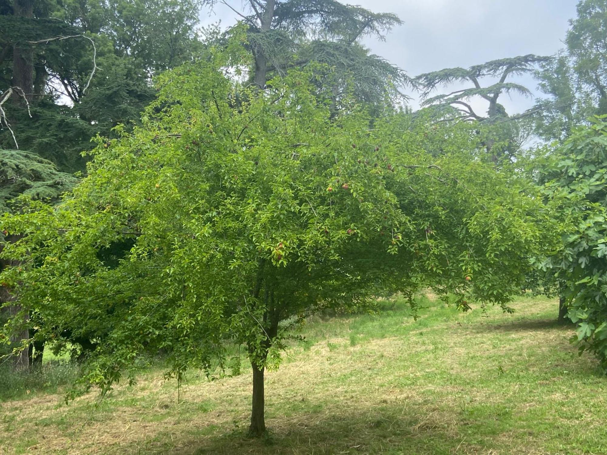 ホテル La Grange De Garac Saint-Christaud  エクステリア 写真